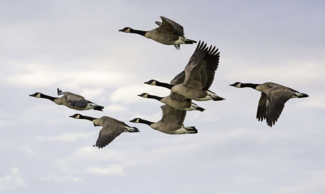 SCORES & OUTDOORS: Why are Canada Geese flying north in December