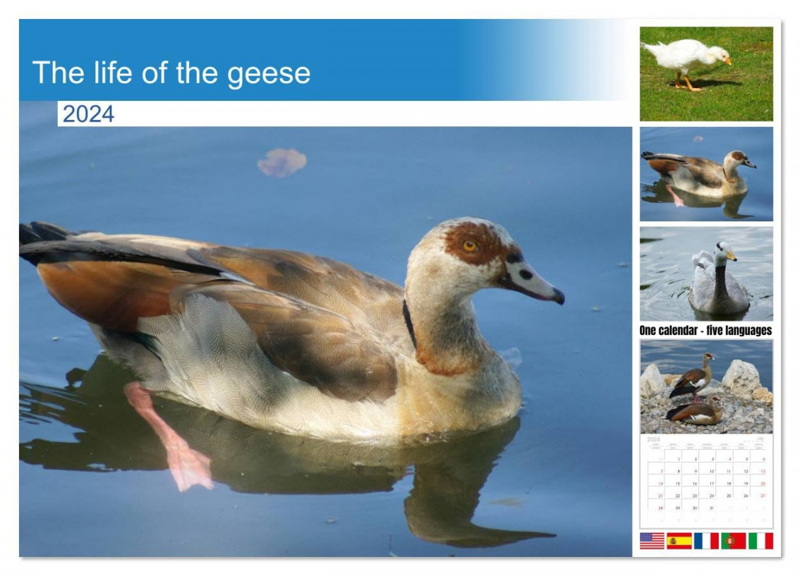 The life of the geese (Monthly Wall Calendar  ." x