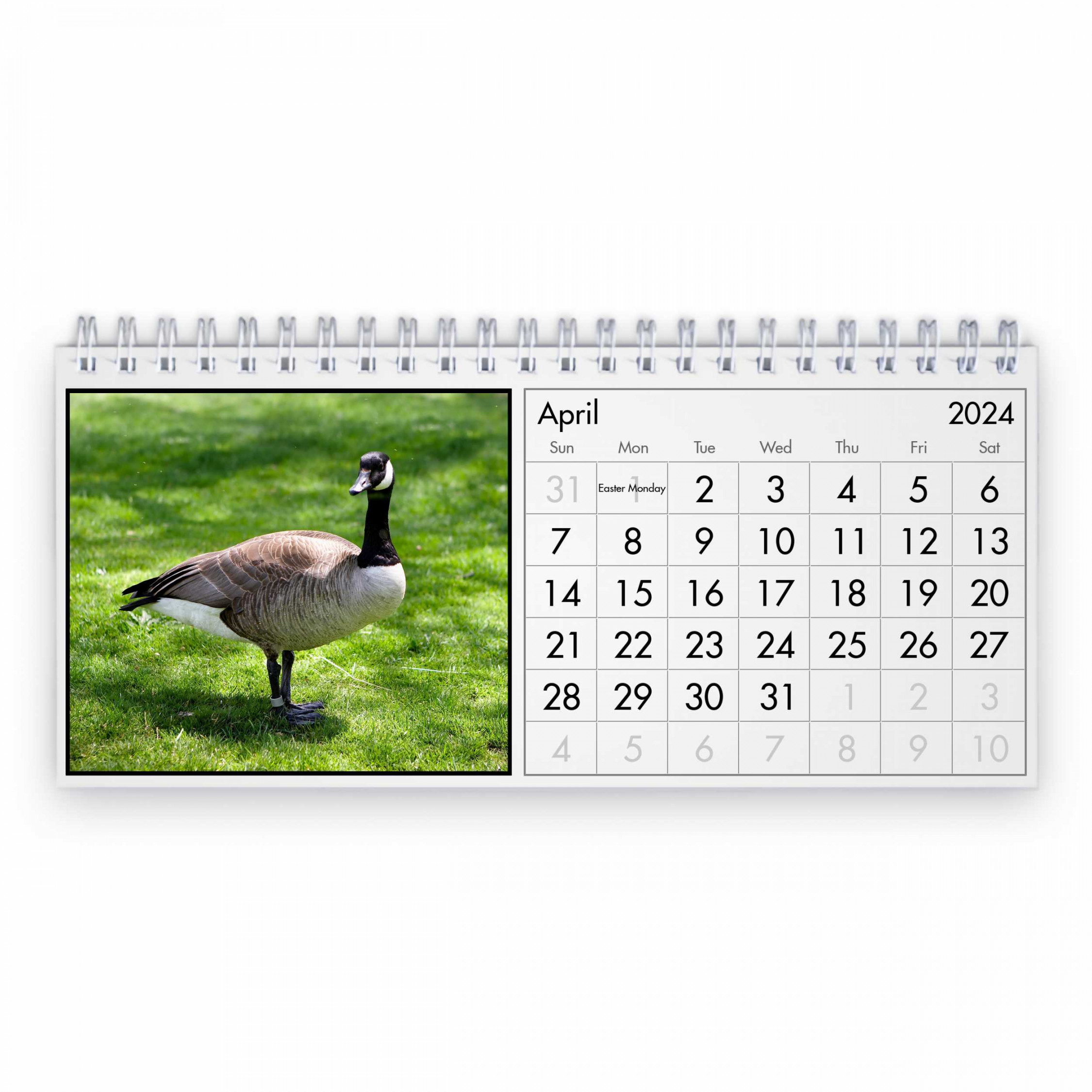 Goose  Desk Calendar